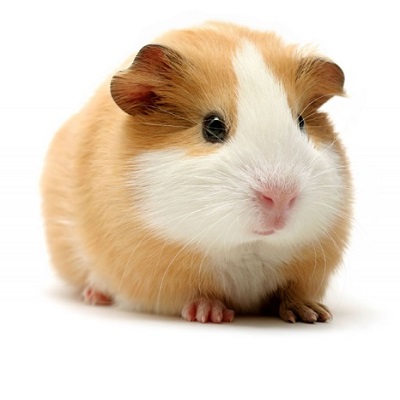 guinea_pig