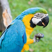 parrot